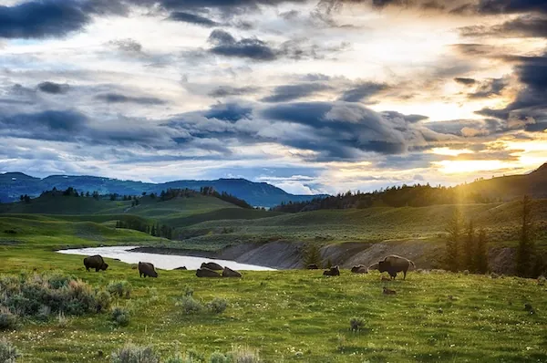Weite Landschaft im Yellowstone Nationalpark mit Bergen im Hintergrund