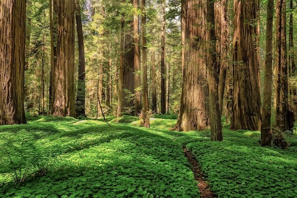 Redwood Nationalpark