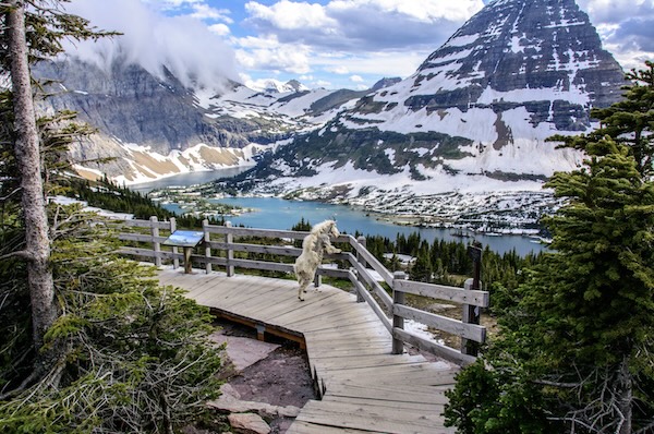 Glacier Nationalpark Copyright