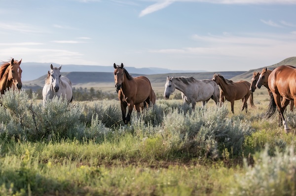 Wyoming