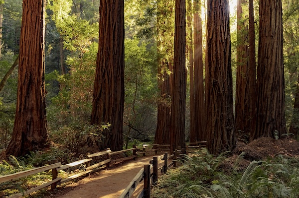 Muir Woods
