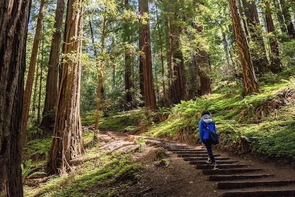 Wanderweg zwischen Redwoods im Muir Woods National Monument