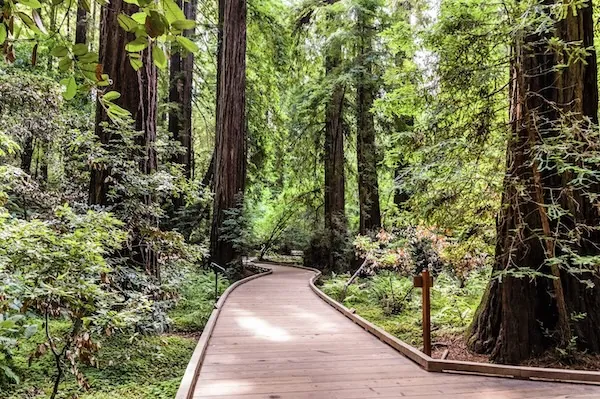 Blick in das Blätterdach der Redwoods im Muir Woods
