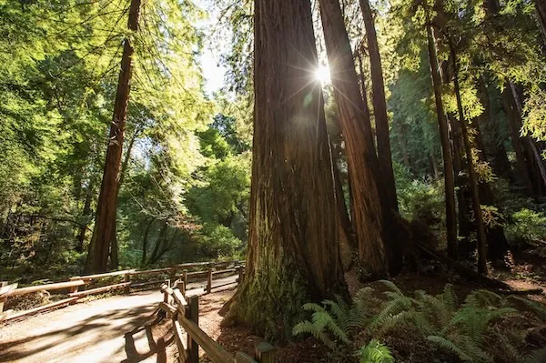 Küstenmammutbäume im Muir Woods National Monument