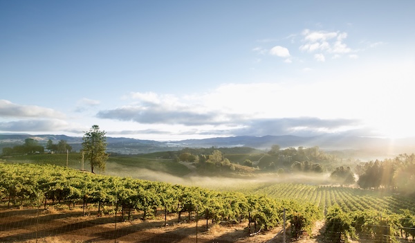 Sonoma Coast