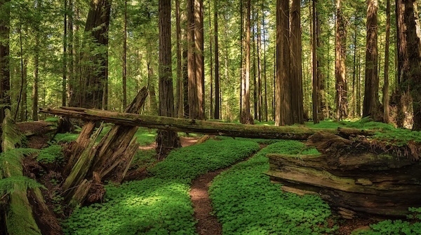 Redwood Nationalpark
