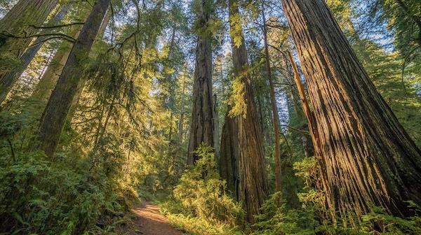 Redwood Nationalpark