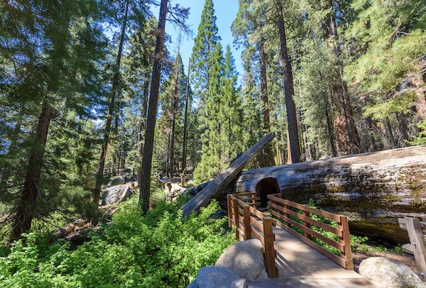 Sequoia NP