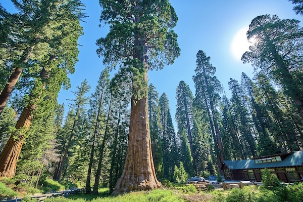 Sequoia Nationalpark