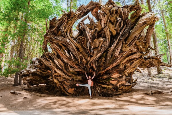 Sequoia NP