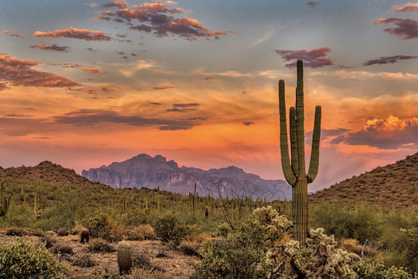 Saguaro Nationalpark