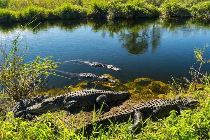 Everglades Nationalpark