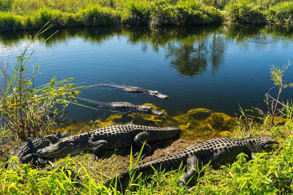 Everglades Nationalpark - Copyright © AdobeStock 233902977 Simon