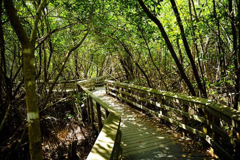 Everglades Nationalpark - Copyright © AdobeStock 68179483 donfink