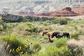 Bighorn Mountains by Jim Parkin - Fotolia.com