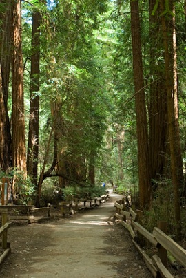 Redwood Nationalpark by Rafael Ramirez - Fotolia.com