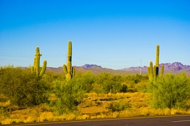 Saguaro Nationalpark by doraemon - Fotolia.com