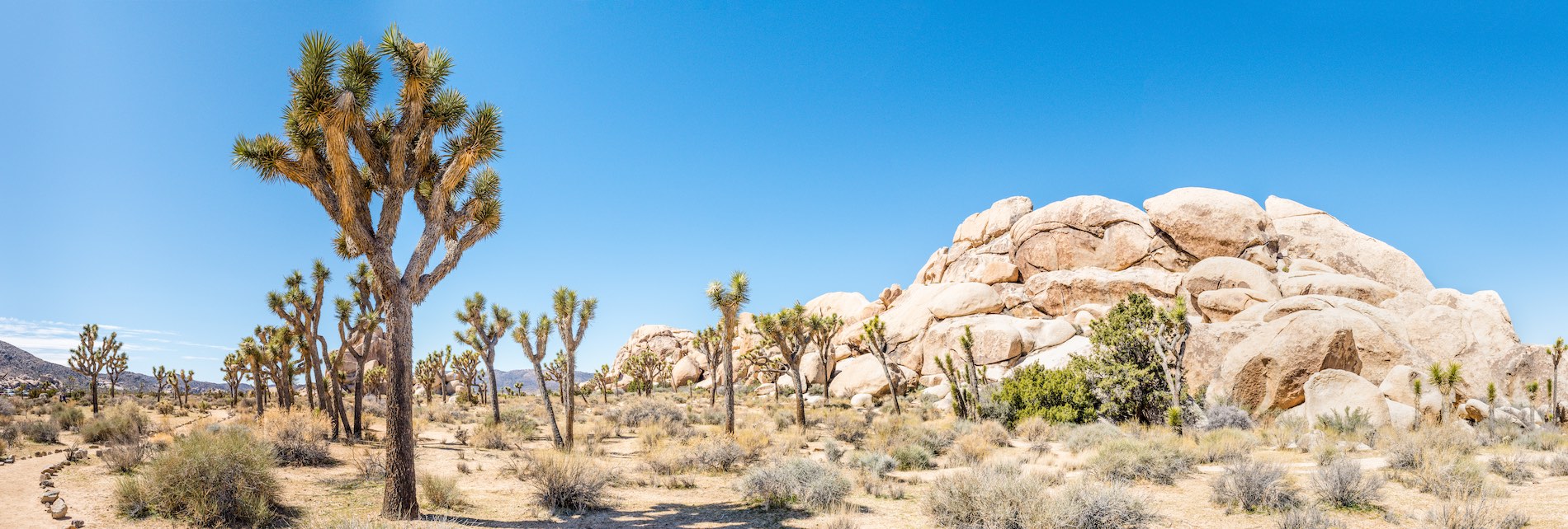 Joshua Tree Nationalpark