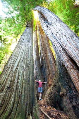 Sequoia NP by Galyna Andrushko - Fotolia.com 