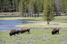 Yellowstone by ReSeandra - Fotolia.com