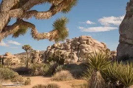 Joshua Tree Nationalpark - Copyright © AdobeStock 176815411 Goldilock Project