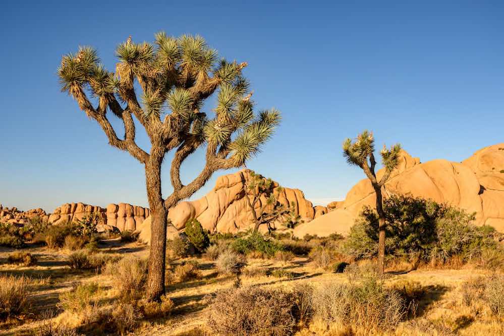 Joshua Tree Nationalpark - Copyright © AdobeStock 284025086 chones