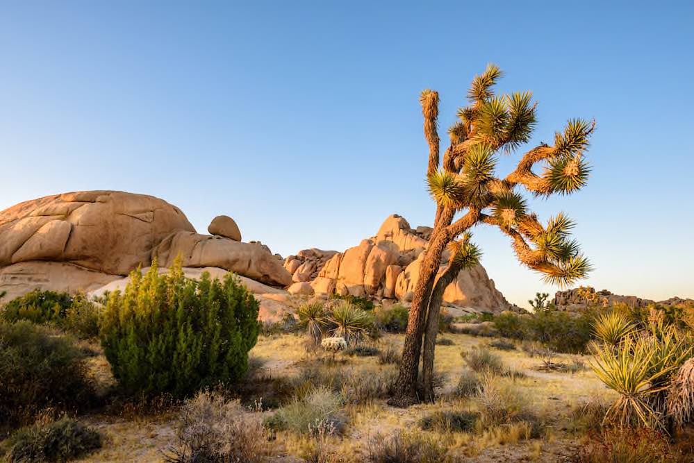 Joshua Tree Nationalpark - Copyright © AdobeStock 286159557 chones