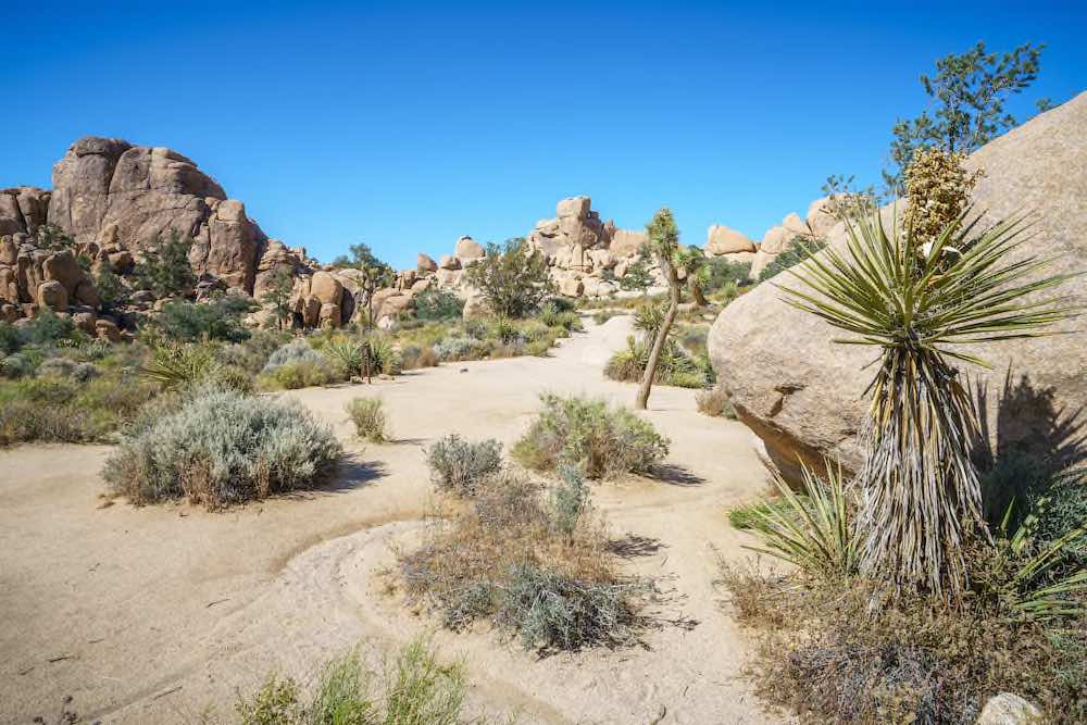 Joshua Tree Nationalpark - Copyright © AdobeStock 349796520 Christian B.