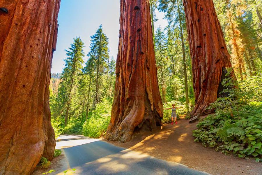 Sequoia Nationalpark © AdobeStock 368277919 bennymarty