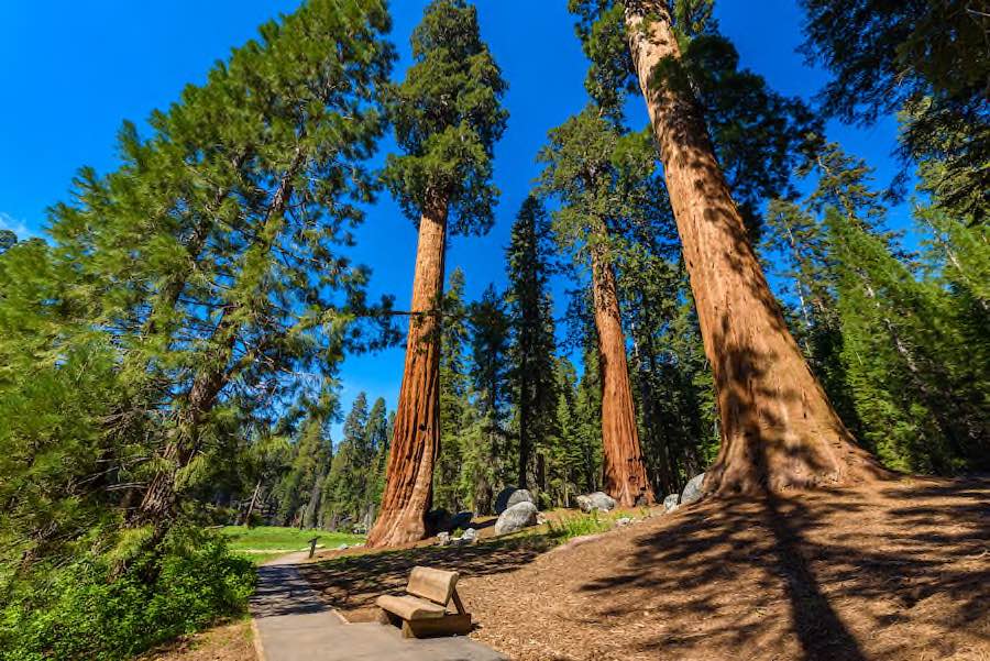 Sequoia Nationalpark © AdobeStock 191611357 Simon Dannhauer