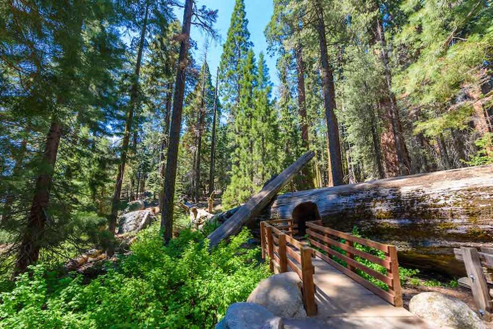 Sequoia Nationalpark © 178777592 Simon Dannhauer