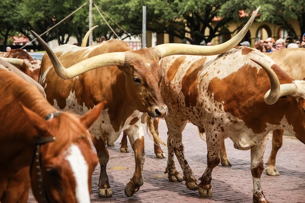 Fort Worth