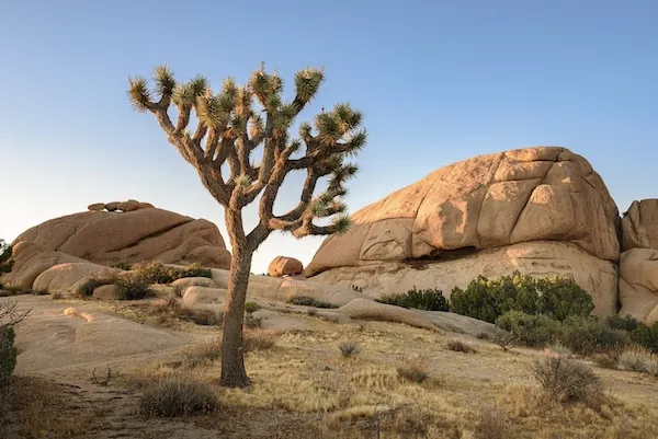 Joshua Tree Nationalpark Mojave Wüste