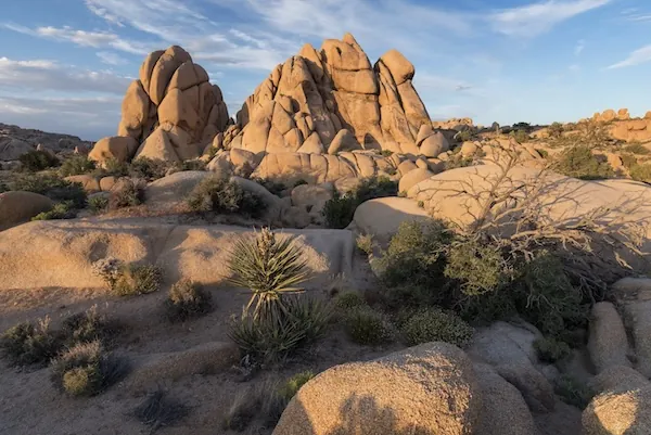 Joshua Tree Nationalpark