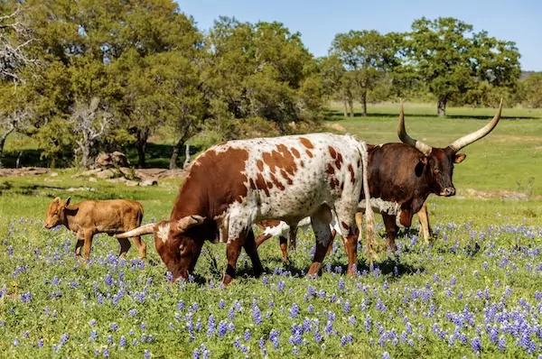 Texas