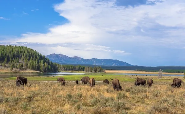 Yellowstone Nationalparks