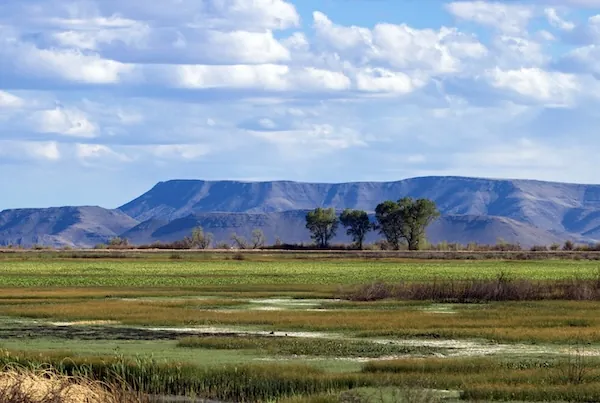 Alamosa